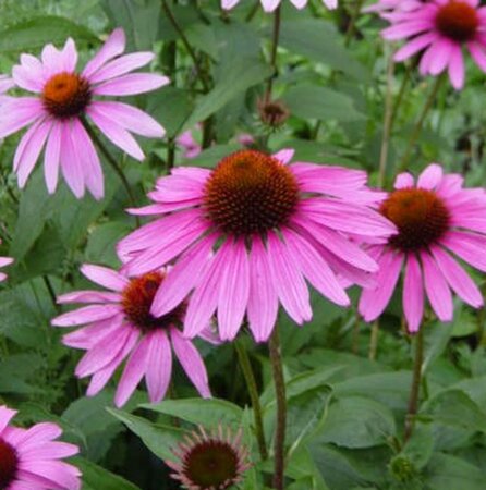 Echinacea p. 'Little Magnus' geen maat specificatie 0,55L/P9cm - afbeelding 2