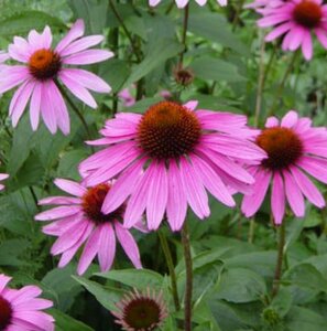 Echinacea p. 'Little Magnus' geen maat specificatie 0,55L/P9cm - afbeelding 2