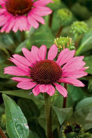 Echinacea p. 'Little Magnus' geen maat specificatie 0,55L/P9cm - afbeelding 3