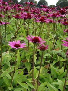 Echinacea p. 'Little Magnus' geen maat specificatie 0,55L/P9cm - afbeelding 4