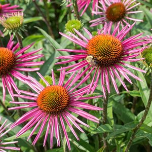 Echinacea p. 'Pica Bella' geen maat specificatie 0,55L/P9cm - afbeelding 2