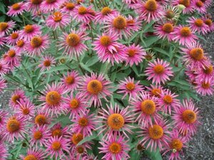 Echinacea p. 'Pica Bella' geen maat specificatie 0,55L/P9cm - afbeelding 3