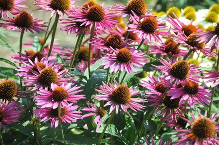 Echinacea p. 'Pica Bella' geen maat specificatie 0,55L/P9cm - afbeelding 4