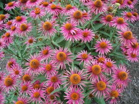 Echinacea p. 'Pica Bella' geen maat specificatie 0,55L/P9cm - image 3