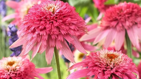 Echinacea p. 'Pink Double Delight' geen maat specificatie 0,55L/P9cm - afbeelding 1