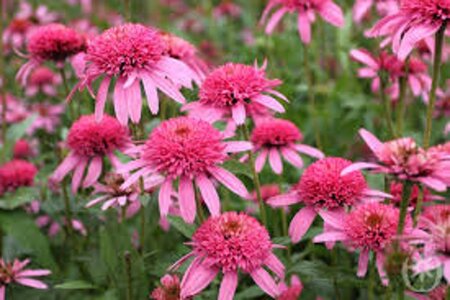 Echinacea p. 'Pink Double Delight' geen maat specificatie 0,55L/P9cm - afbeelding 2