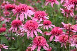 Echinacea p. 'Pink Double Delight' geen maat specificatie 0,55L/P9cm
