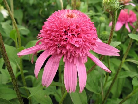 Echinacea p. 'Pink Double Delight' geen maat specificatie 0,55L/P9cm - afbeelding 3