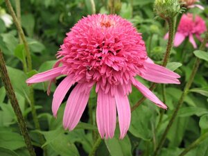 Echinacea p. 'Pink Double Delight' geen maat specificatie 0,55L/P9cm - afbeelding 3