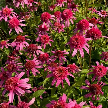 Echinacea p. 'Pink Double Delight' geen maat specificatie 0,55L/P9cm - afbeelding 4