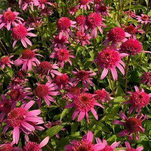 Echinacea p. 'Pink Double Delight' geen maat specificatie 0,55L/P9cm - afbeelding 4