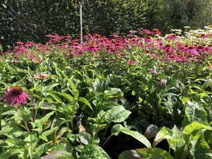 Echinacea p. Powwow Wild Berry geen maat specificatie 0,55L/P9cm