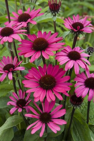Echinacea p. Powwow Wild Berry geen maat specificatie 0,55L/P9cm - afbeelding 4