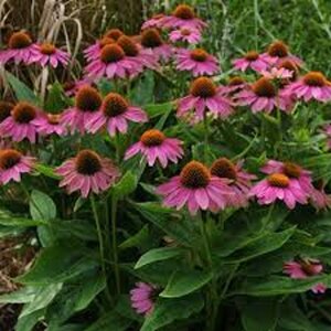 Echinacea p. Powwow Wild Berry geen maat specificatie 0,55L/P9cm - afbeelding 10