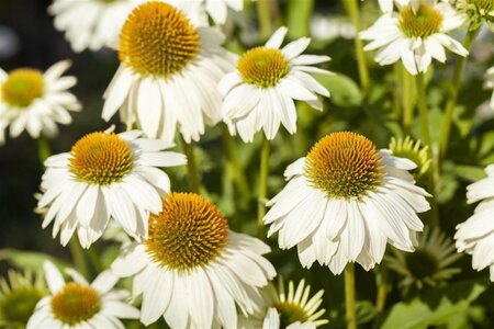 Echinacea p. Powwow White geen maat specificatie 0,55L/P9cm - afbeelding 1
