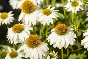 Echinacea p. Powwow White geen maat specificatie 0,55L/P9cm