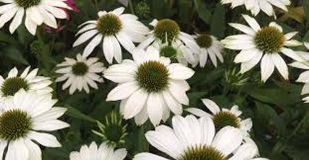 Echinacea p. Powwow White geen maat specificatie 0,55L/P9cm - afbeelding 13