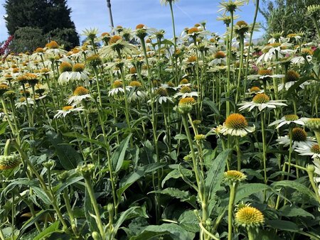 Echinacea p. Powwow White geen maat specificatie 0,55L/P9cm - afbeelding 9