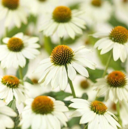 Echinacea p. Powwow White geen maat specificatie 0,55L/P9cm - afbeelding 2