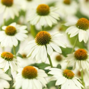 Echinacea p. Powwow White geen maat specificatie 0,55L/P9cm - afbeelding 2