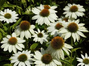 Echinacea p. Powwow White geen maat specificatie 0,55L/P9cm - afbeelding 15