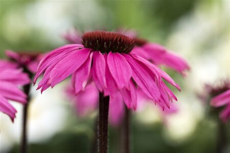 Echinacea p. 'Rubinstern' geen maat specificatie 0,55L/P9cm