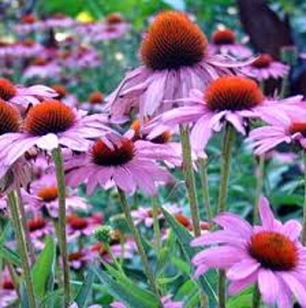 Echinacea p. 'Rubinstern' geen maat specificatie 0,55L/P9cm - afbeelding 2