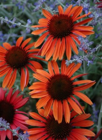 Echinacea p. 'Sundown' geen maat specificatie 0,55L/P9cm - afbeelding 2