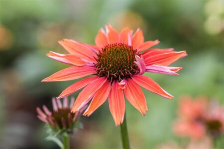 Echinacea p. 'Sundown' geen maat specificatie 0,55L/P9cm - image 1