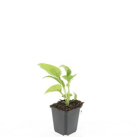 Echinacea p. 'White Swan' geen maat specificatie 0,55L/P9cm - afbeelding 8