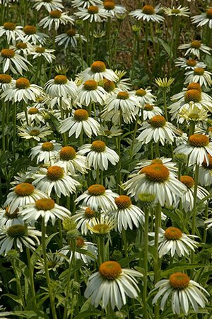 Echinacea p. 'White Swan' geen maat specificatie 0,55L/P9cm - afbeelding 2