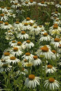 Echinacea p. 'White Swan' geen maat specificatie 0,55L/P9cm - afbeelding 2