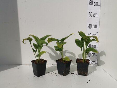 Echinacea p. 'White Swan' geen maat specificatie 0,55L/P9cm - afbeelding 10