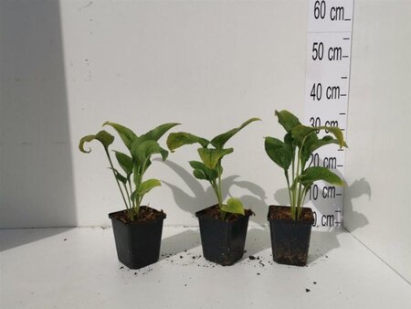 Echinacea p. 'White Swan' geen maat specificatie 0,55L/P9cm - afbeelding 11