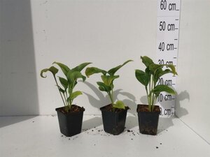 Echinacea p. 'White Swan' geen maat specificatie 0,55L/P9cm - afbeelding 11