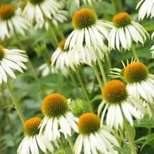 Echinacea p. 'White Swan' geen maat specificatie 0,55L/P9cm - afbeelding 4