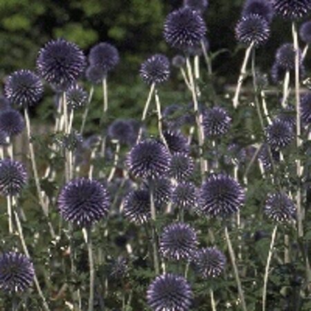 Echinops ritro geen maat specificatie 0,55L/P9cm - afbeelding 5