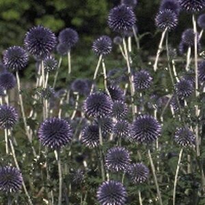 Echinops ritro geen maat specificatie 0,55L/P9cm - afbeelding 5