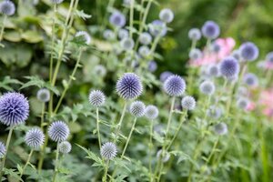 Echinops ritro geen maat specificatie 0,55L/P9cm