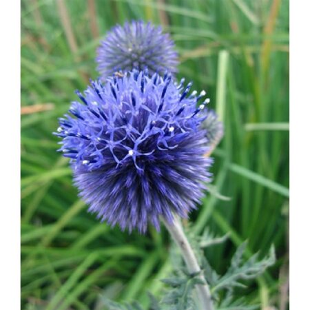 Echinops ritro geen maat specificatie 0,55L/P9cm - afbeelding 6