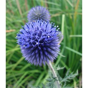 Echinops ritro geen maat specificatie 0,55L/P9cm - afbeelding 6
