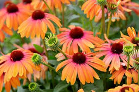 Echinacea Rainbow Marcella geen maat specificatie 0,55L/P9cm