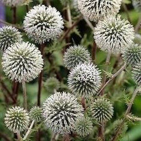 Echinops sphaer. 'Arctic Glow' geen maat specificatie 0,55L/P9cm