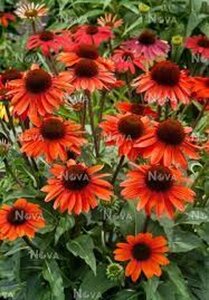 Echinacea Sunseekers Orange geen maat specificatie 0,55L/P9cm - afbeelding 4