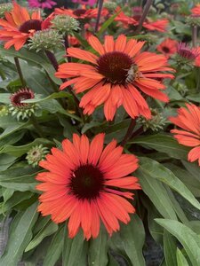 Echinacea Sunseekers Orange geen maat specificatie 0,55L/P9cm - image 2