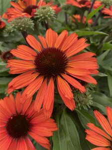 Echinacea Sunseekers Orange geen maat specificatie 0,55L/P9cm - image 3