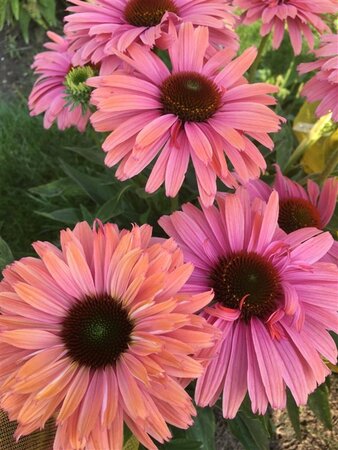Echinacea Sunseekers Rainbow geen maat specificatie 0,55L/P9cm - afbeelding 1