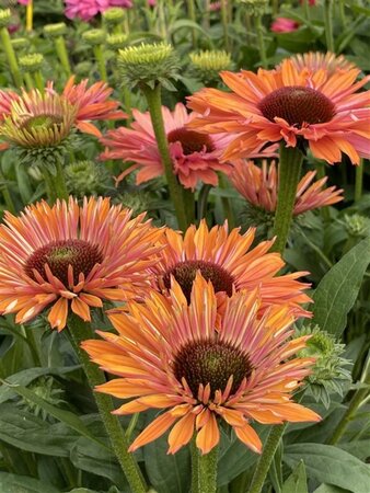 Echinacea Sunseekers Rainbow geen maat specificatie 0,55L/P9cm - afbeelding 2