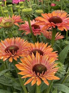Echinacea Sunseekers Rainbow geen maat specificatie 0,55L/P9cm - afbeelding 2