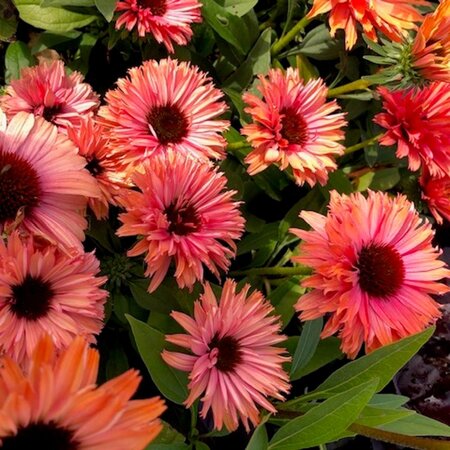 Echinacea Sunseekers Rainbow geen maat specificatie 0,55L/P9cm - afbeelding 3